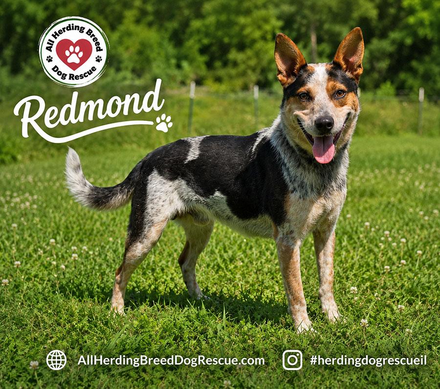 Redmond, an adopted Australian Cattle Dog / Blue Heeler in Joliet, IL image 4/5