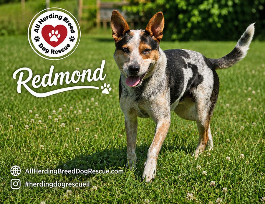 Redmond, adopted, Young Male Australian Cattle Dog / Blue Heeler.