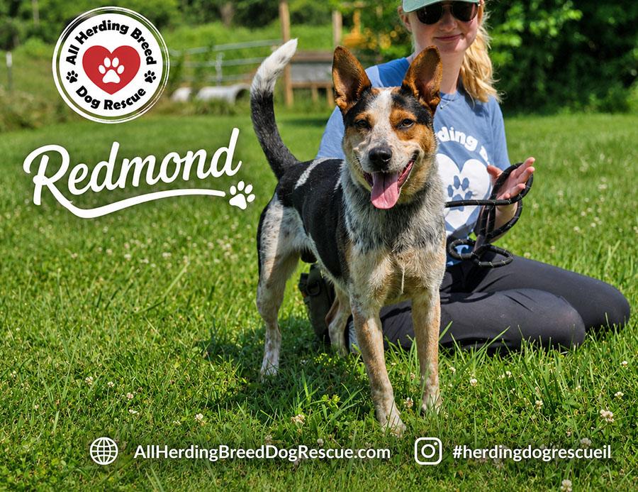 Redmond, an adopted Australian Cattle Dog / Blue Heeler in Joliet, IL image 5/5