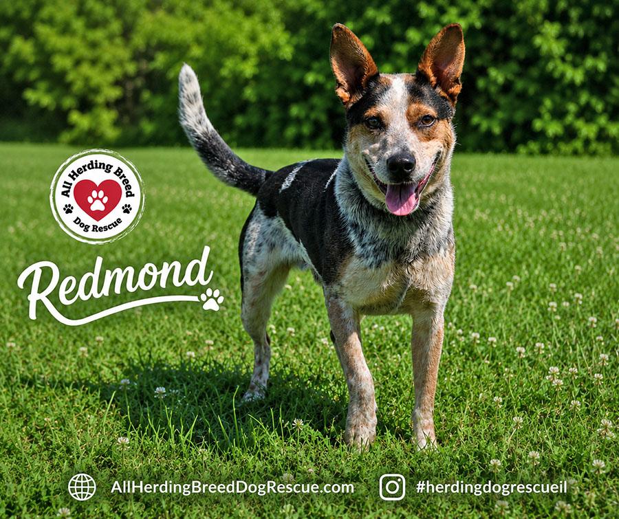Redmond, an adopted Australian Cattle Dog / Blue Heeler in Joliet, IL image 2/5