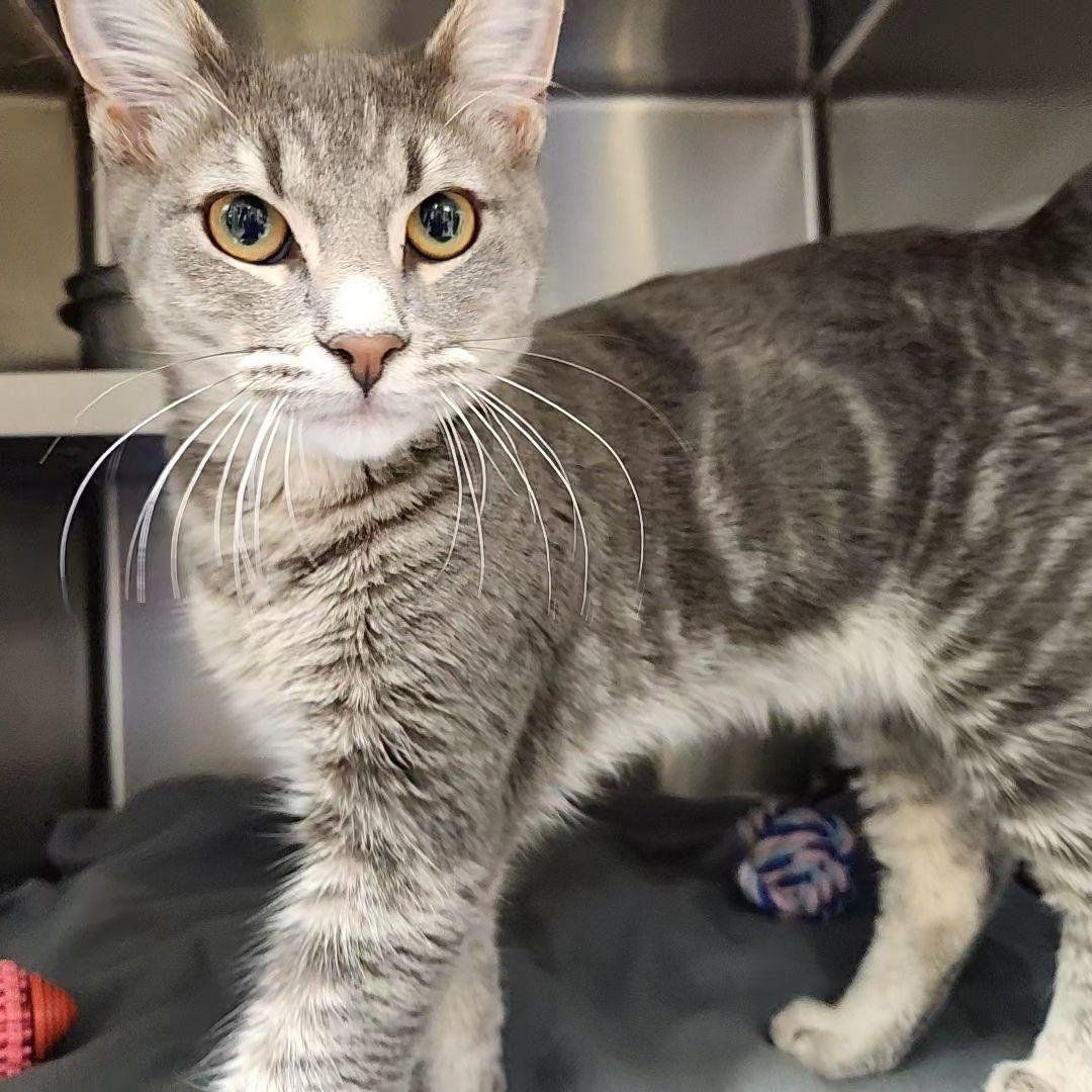 Barnaby, Adoptable, Kitten Male Domestic Short Hair.