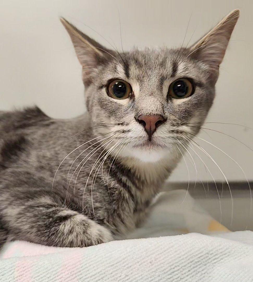 Enlarge Barnaby, a Adoptable Domestic Short Hair in Liberty, MO image 2/2