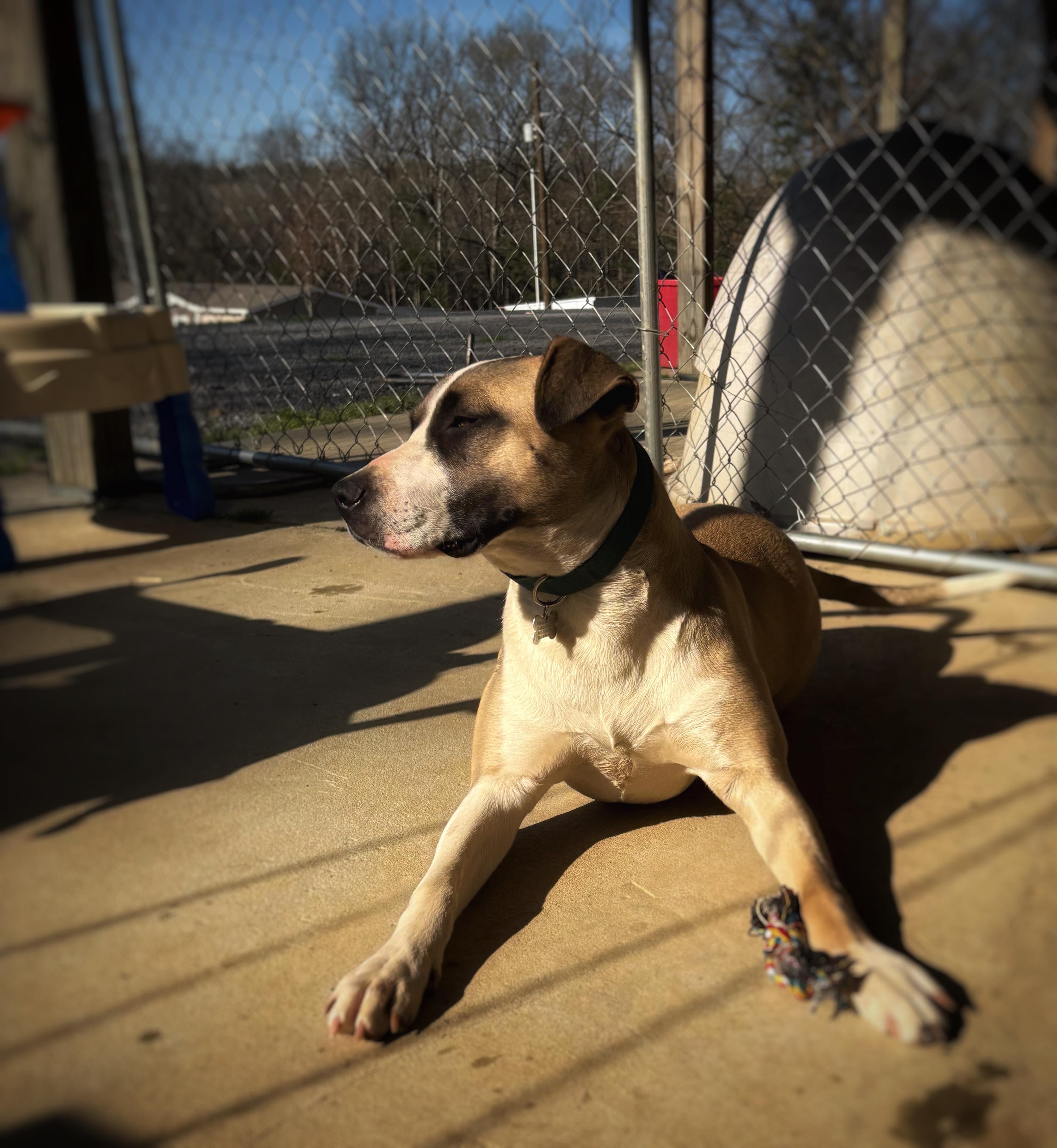 Duke — thumbnail 2