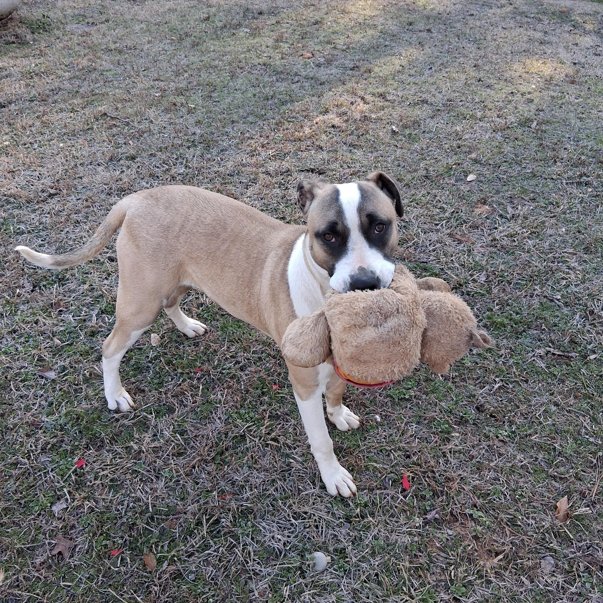 Duke — thumbnail 3