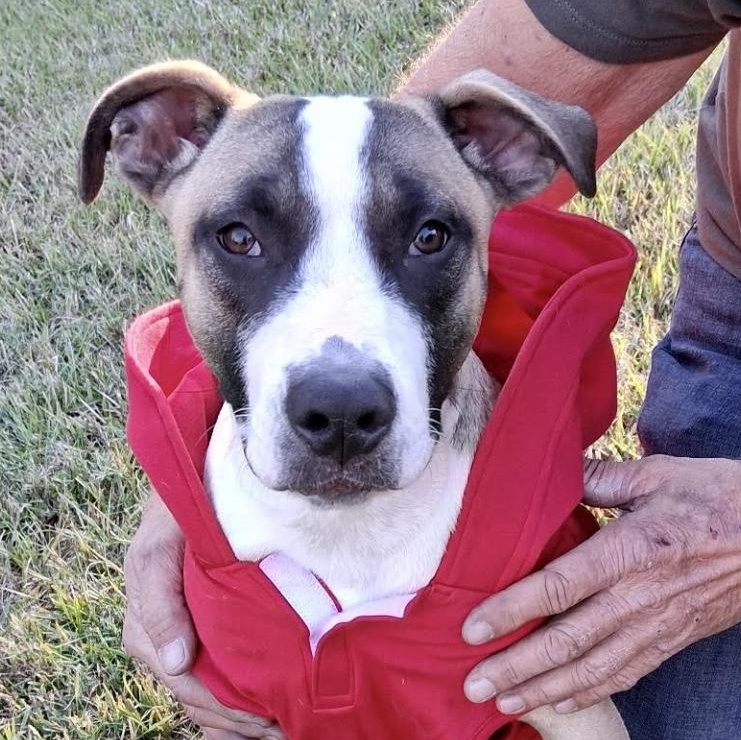 Duke — thumbnail 4