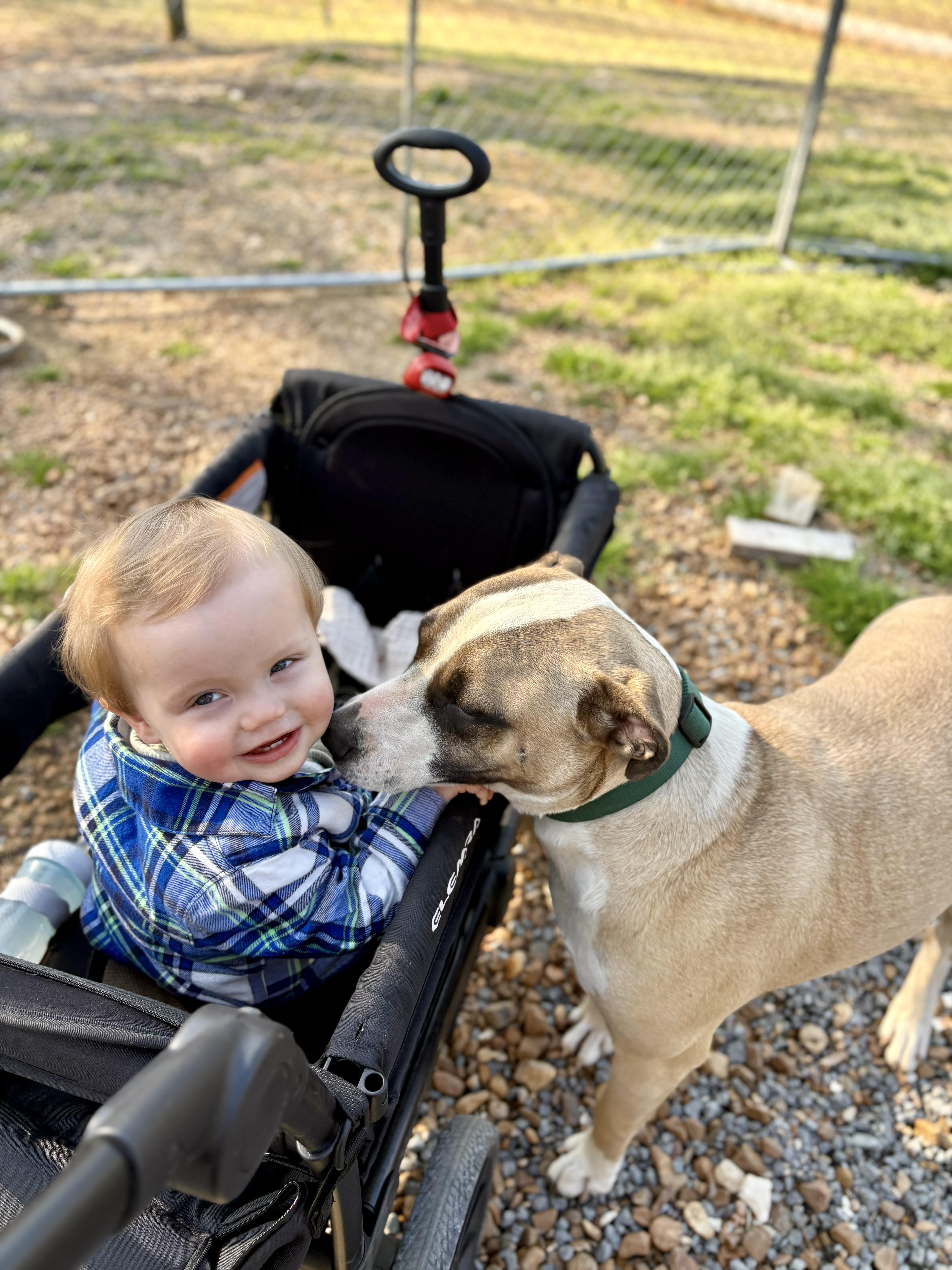 Duke — thumbnail 5