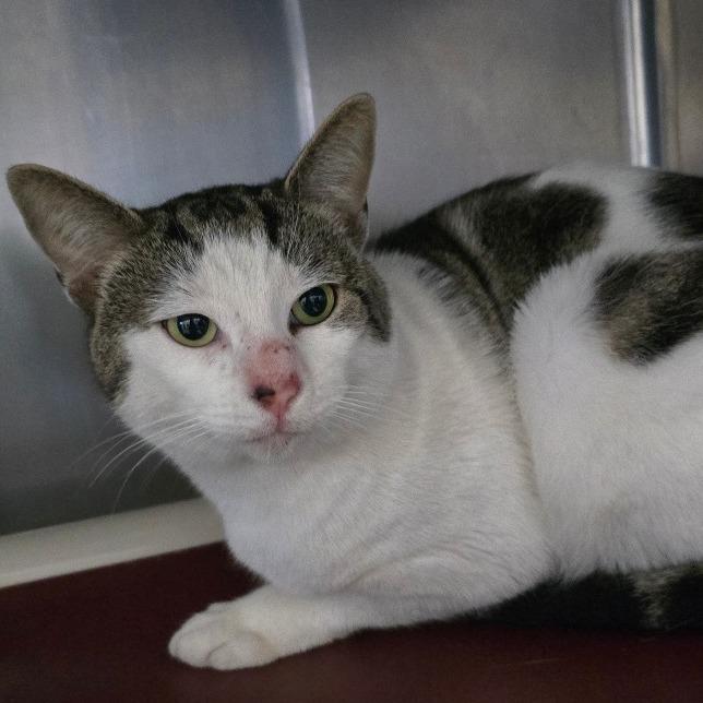 Enlarge Frosty, a Adoptable Domestic Short Hair in Canton, IL image 1/1