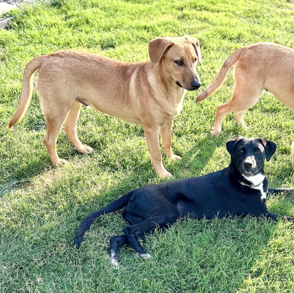 Smitten — thumbnail 4