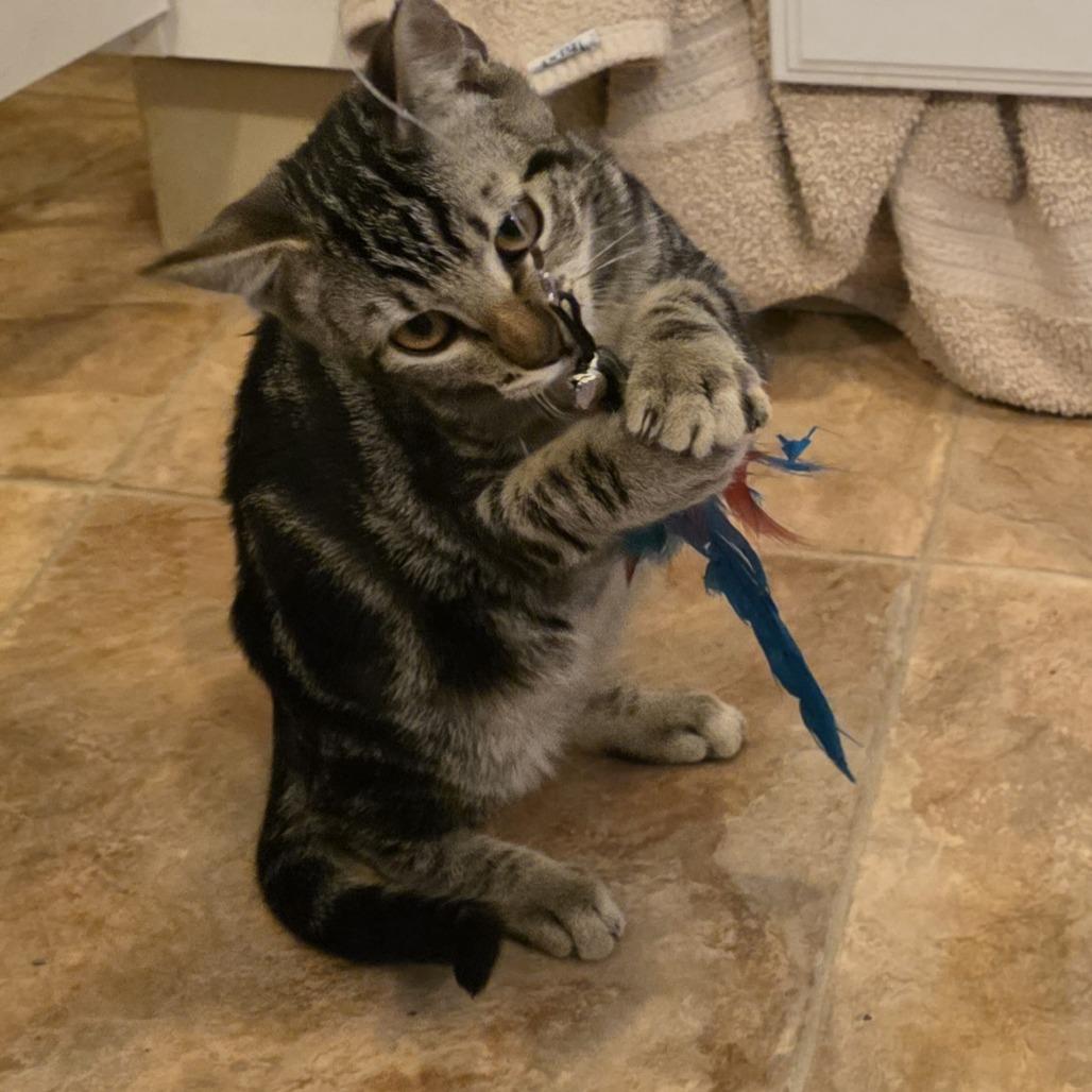 McGee, Adoptable, Kitten Male Domestic Short Hair.