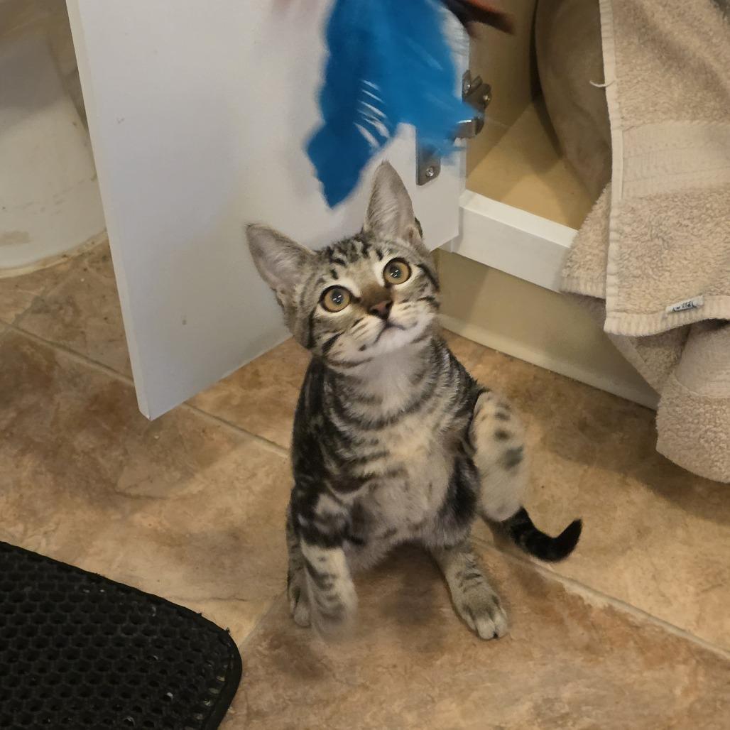 McGee, a Adoptable Domestic Short Hair in Washougal, WA image 3/5