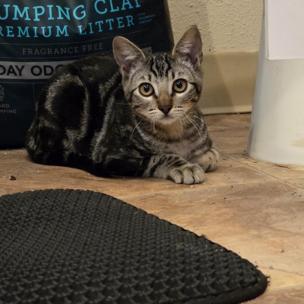 McGee, a Adoptable Domestic Short Hair in Washougal, WA image 4/5