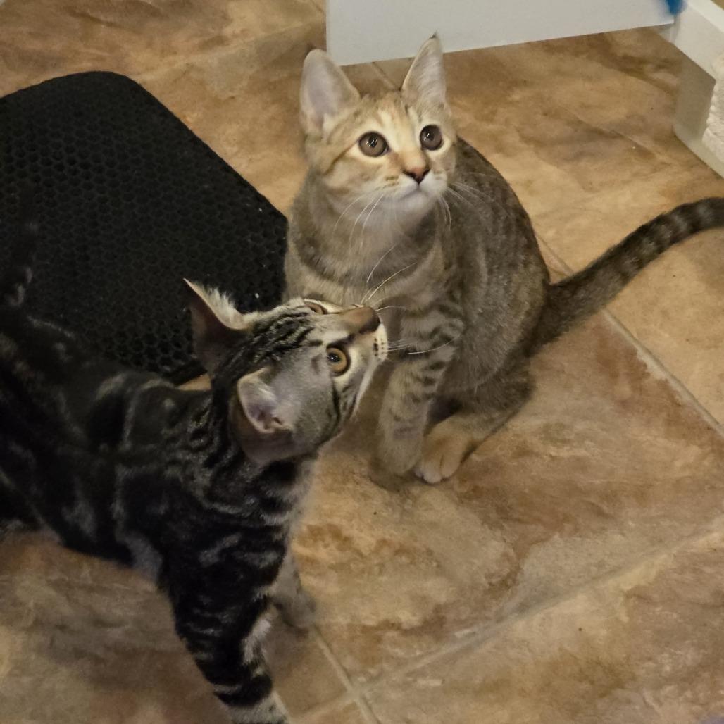 McGee, a Adoptable Domestic Short Hair in Washougal, WA image 5/5