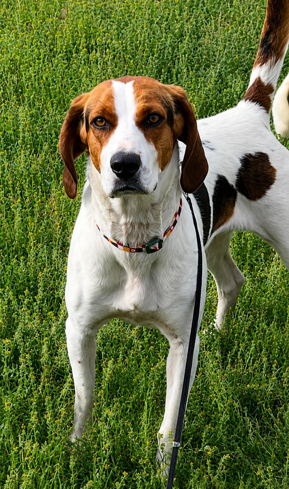 Enlarge Lady, a ADOPTABLE Treeing Walker Coonhound in Colville , WA image 3/3