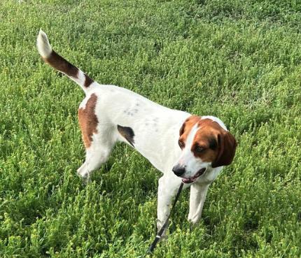 Enlarge Lady, a ADOPTABLE Treeing Walker Coonhound in Colville , WA image 2/3
