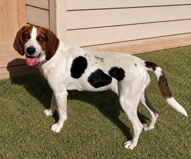 Lady, ADOPTABLE, Young Female Treeing Walker Coonhound.
