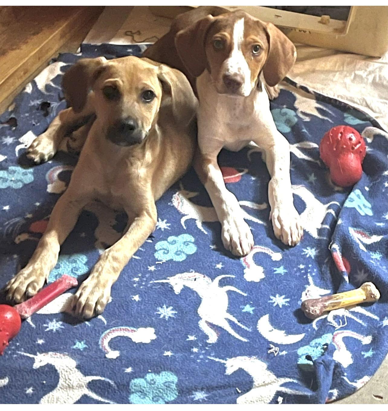 Puppies-Howie and Kaysar Need a Foster Home!!, Adopted, Puppy Male Beagle & Labrador Retriever.