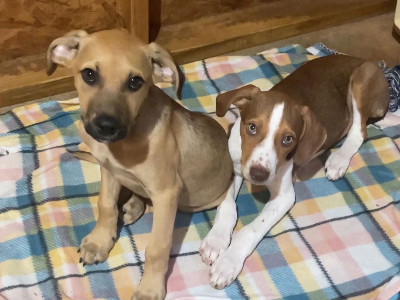 Puppies-Howie and Kaysar Need a Foster Home!!, a Adopted mixed breed in Acworth, GA image 2/3