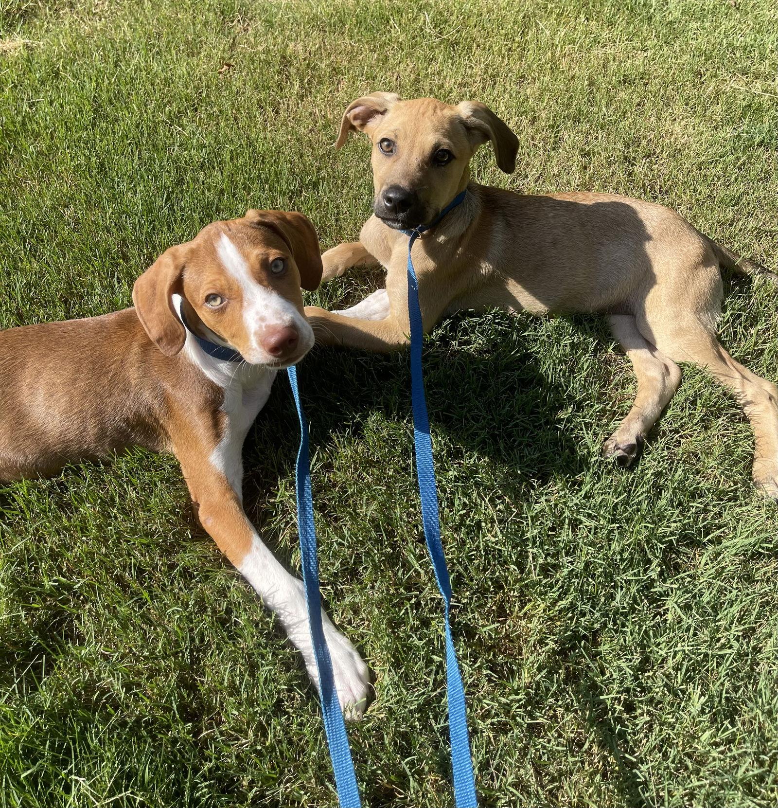Puppies-Howie and Kaysar Need a Foster Home!!, a Adopted mixed breed in Acworth, GA image 3/3
