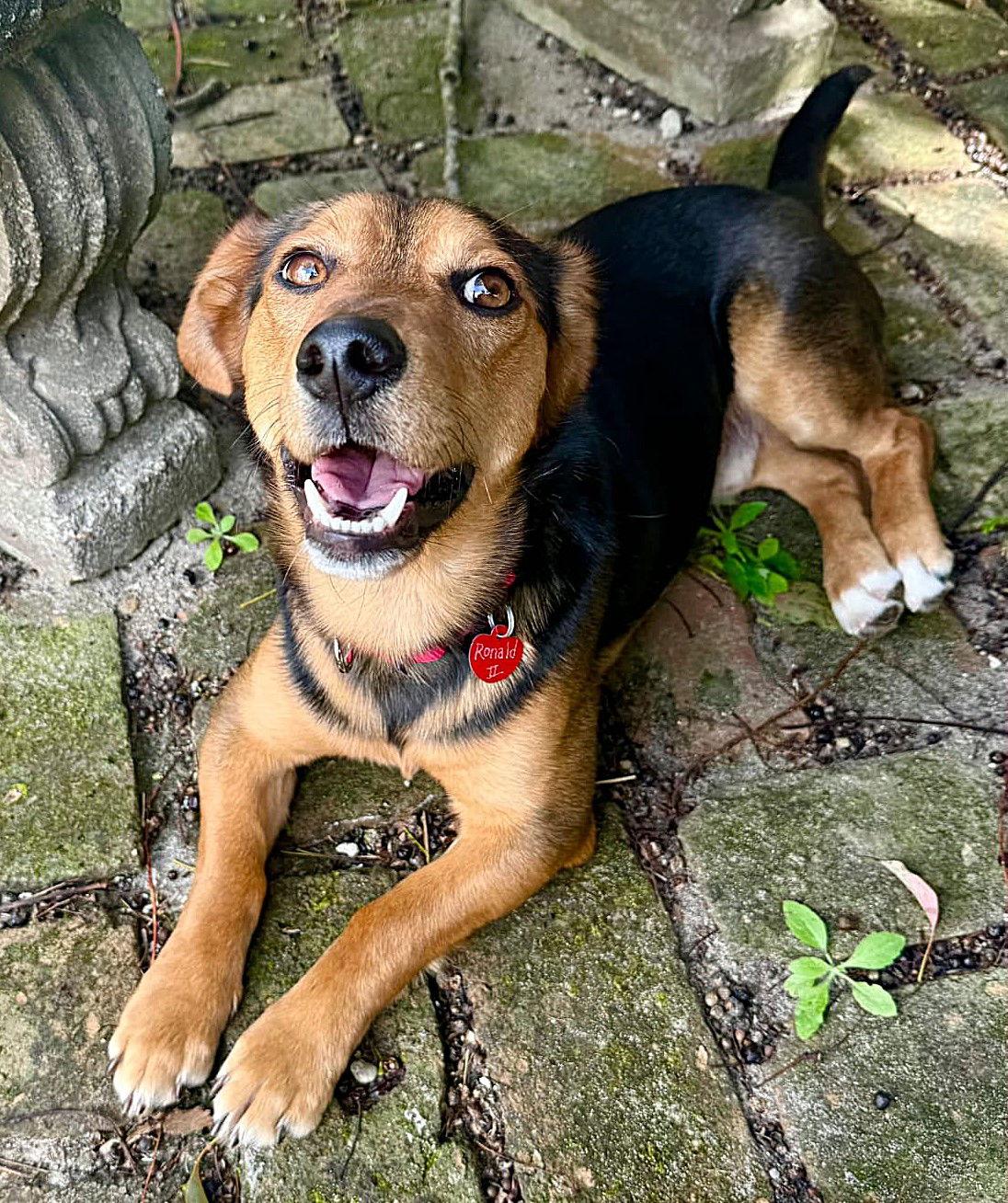 Ronald II, Adoptable, Young Male Beagle.