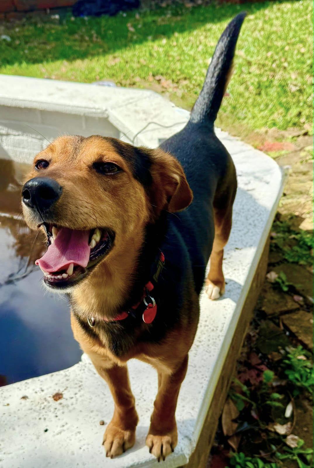 Ronald II — thumbnail 2