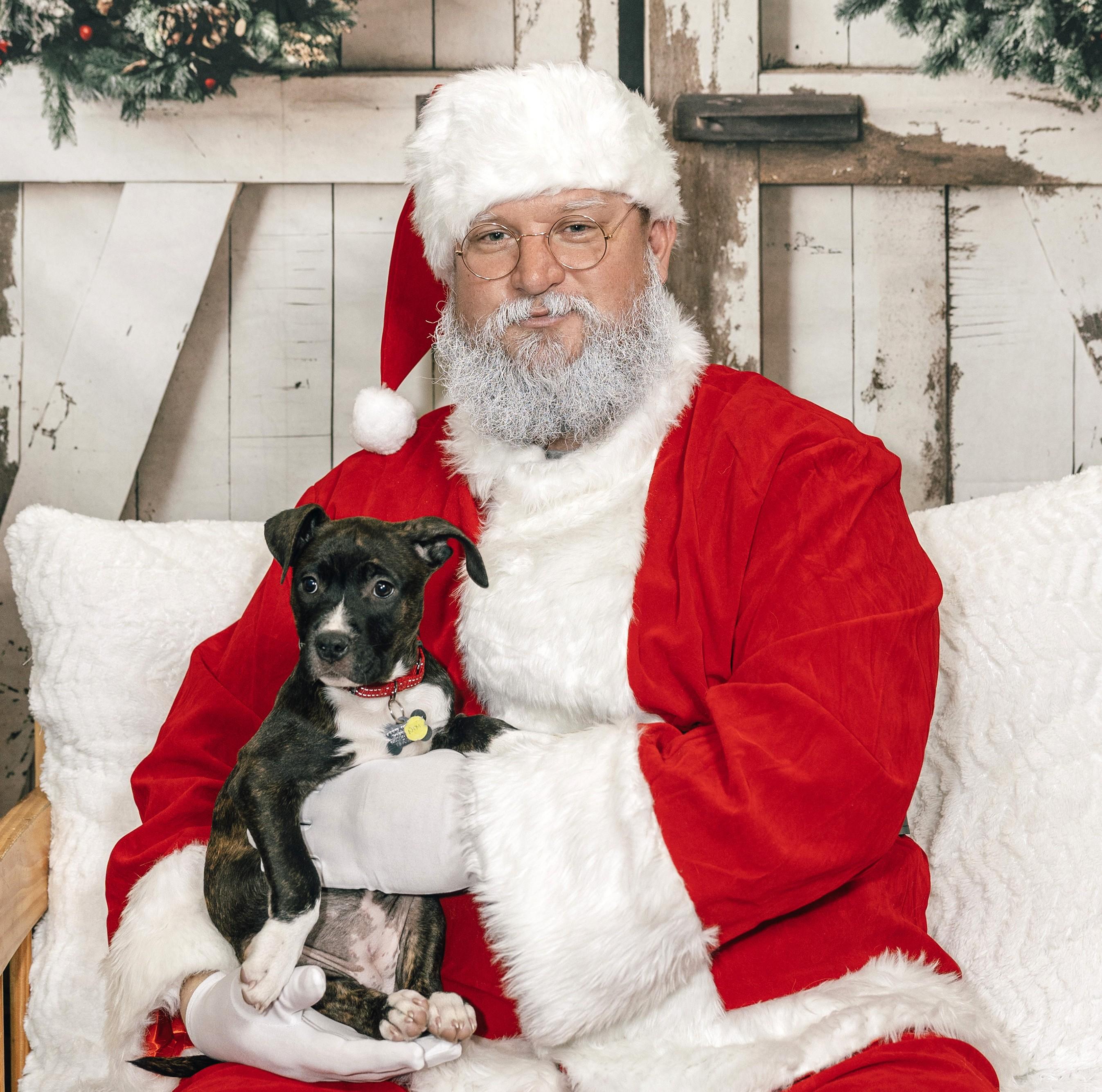 Nixi, Adoptable, Puppy Female Terrier & Hound.