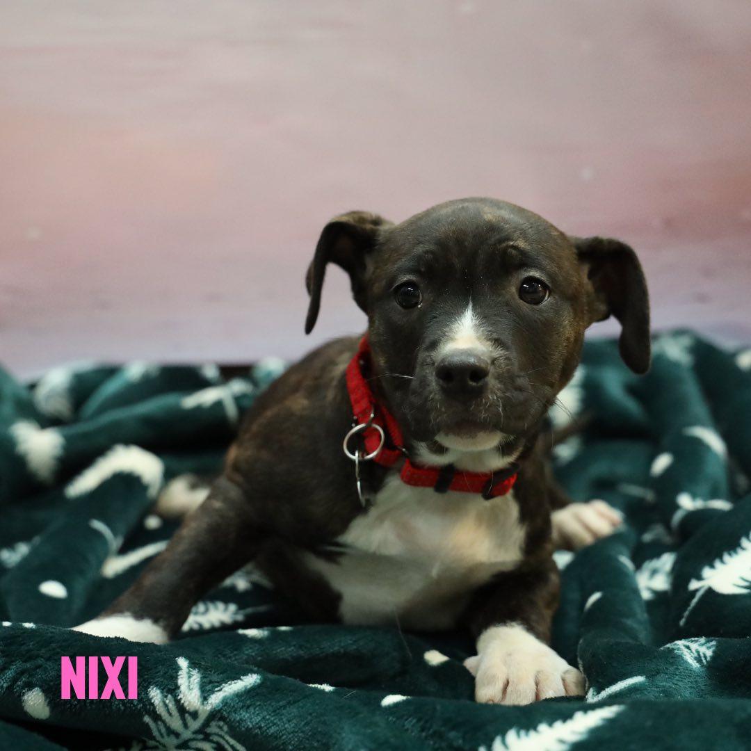 Enlarge Nixi, a Adoptable mixed breed in Albany, NY image 2/3