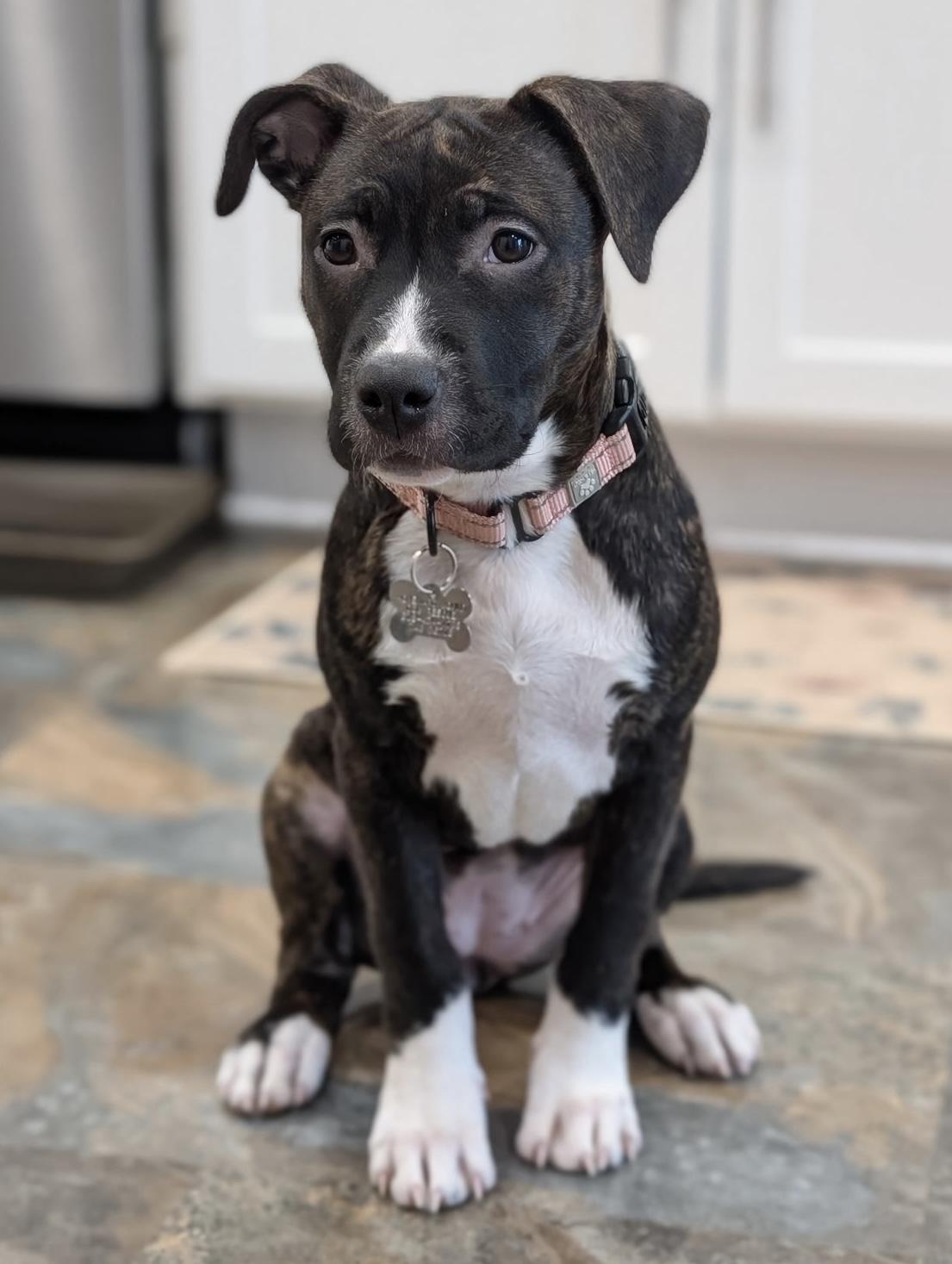 Enlarge Nixi, a Adoptable mixed breed in Albany, NY image 3/6