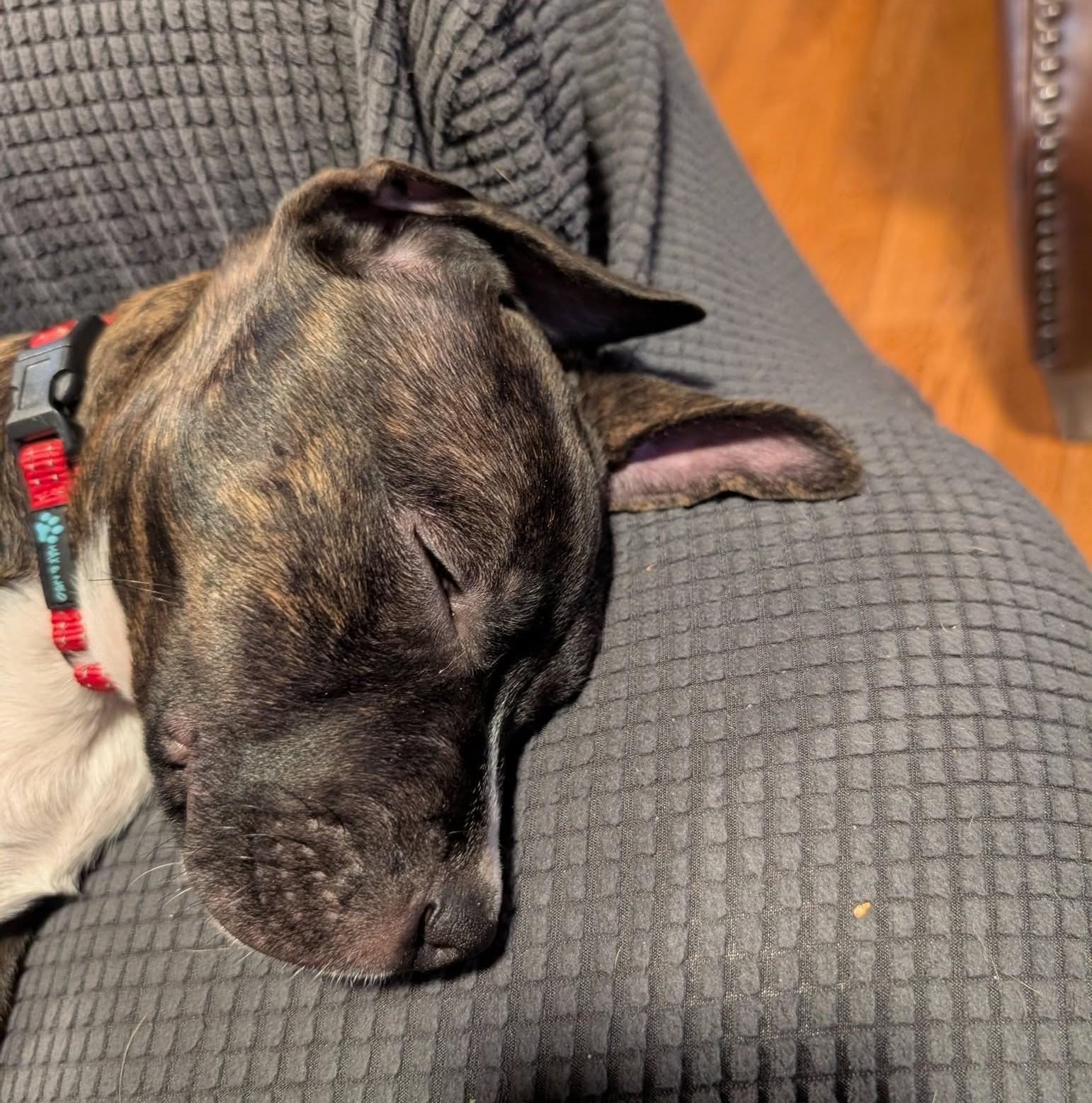 Enlarge Nixi, a Adoptable mixed breed in Albany, NY image 6/6