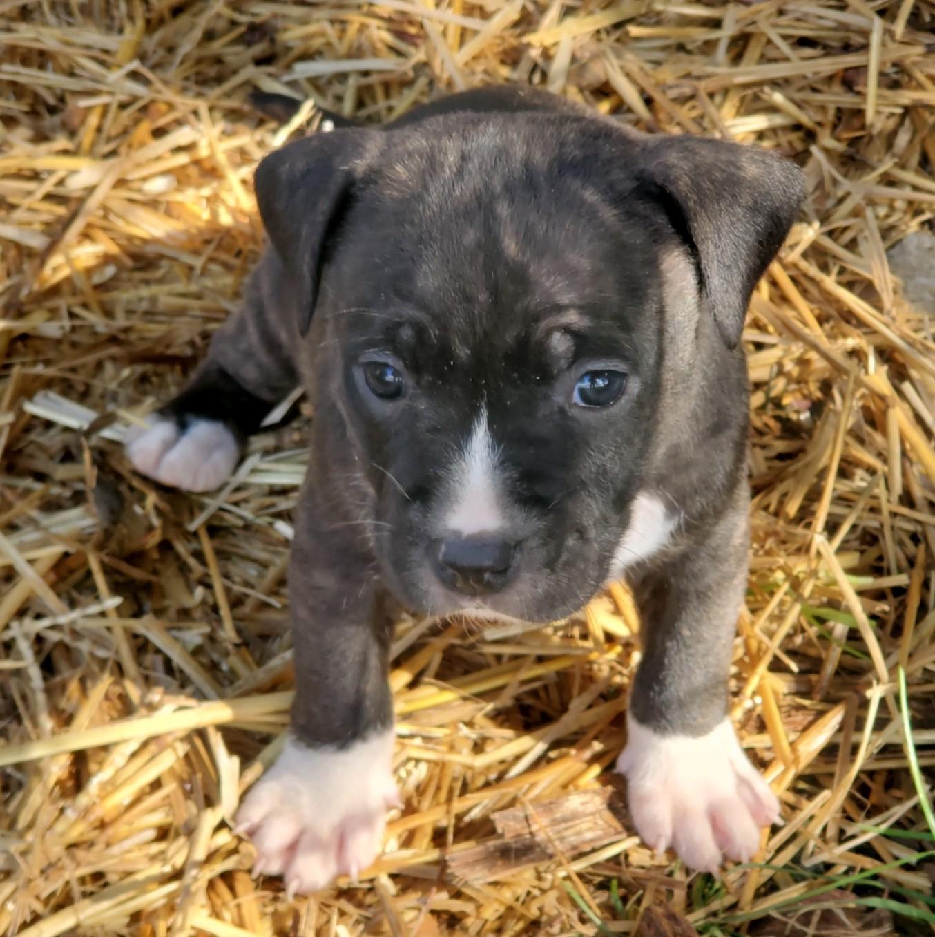 Enlarge Nixi, a Adoptable mixed breed in Albany, NY image 3/3