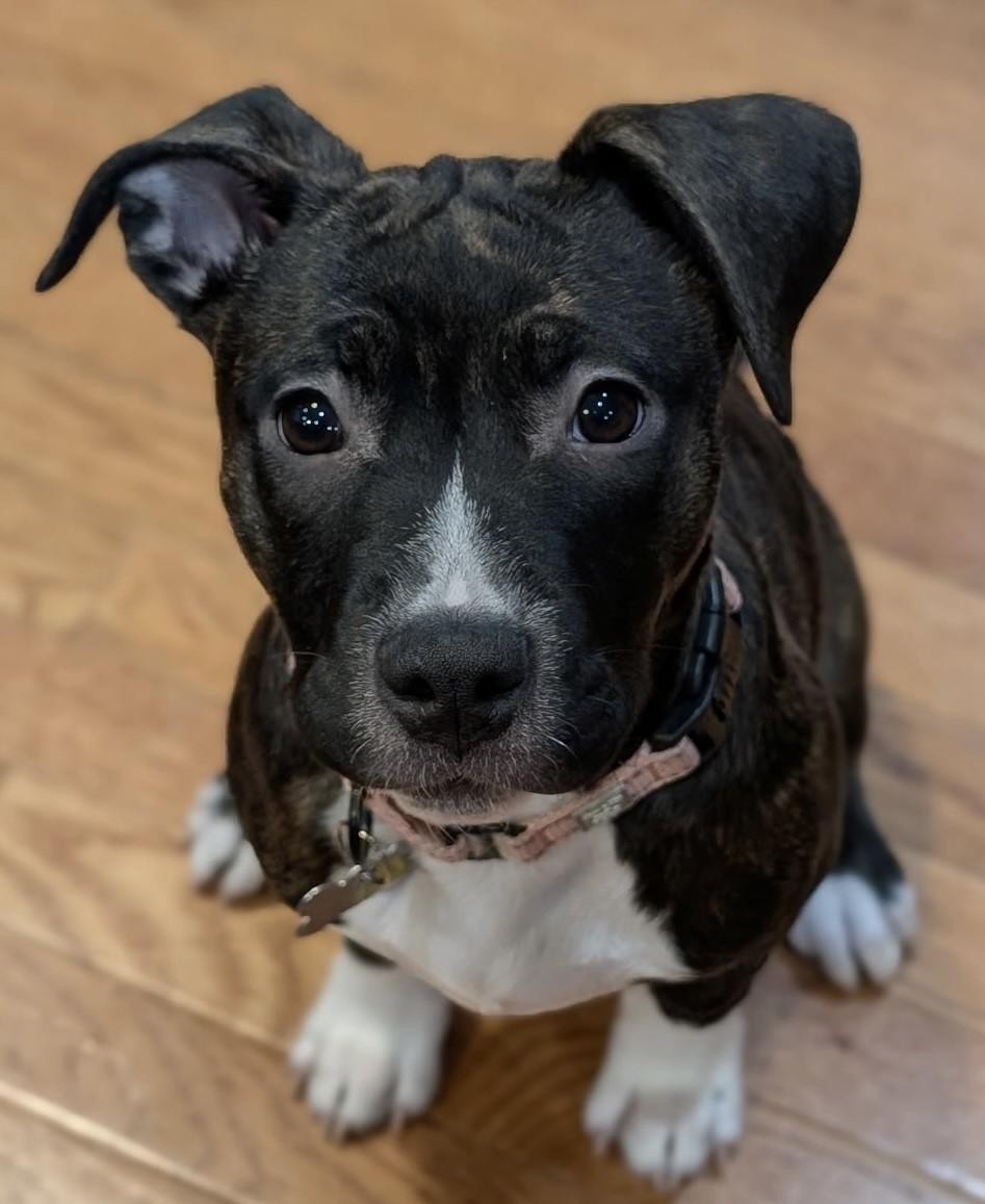 Enlarge Nixi, a Adoptable mixed breed in Albany, NY image 2/6