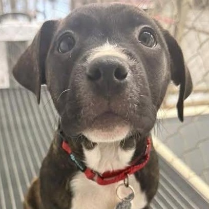 Nixi, Adoptable, Puppy Female Terrier & Hound.