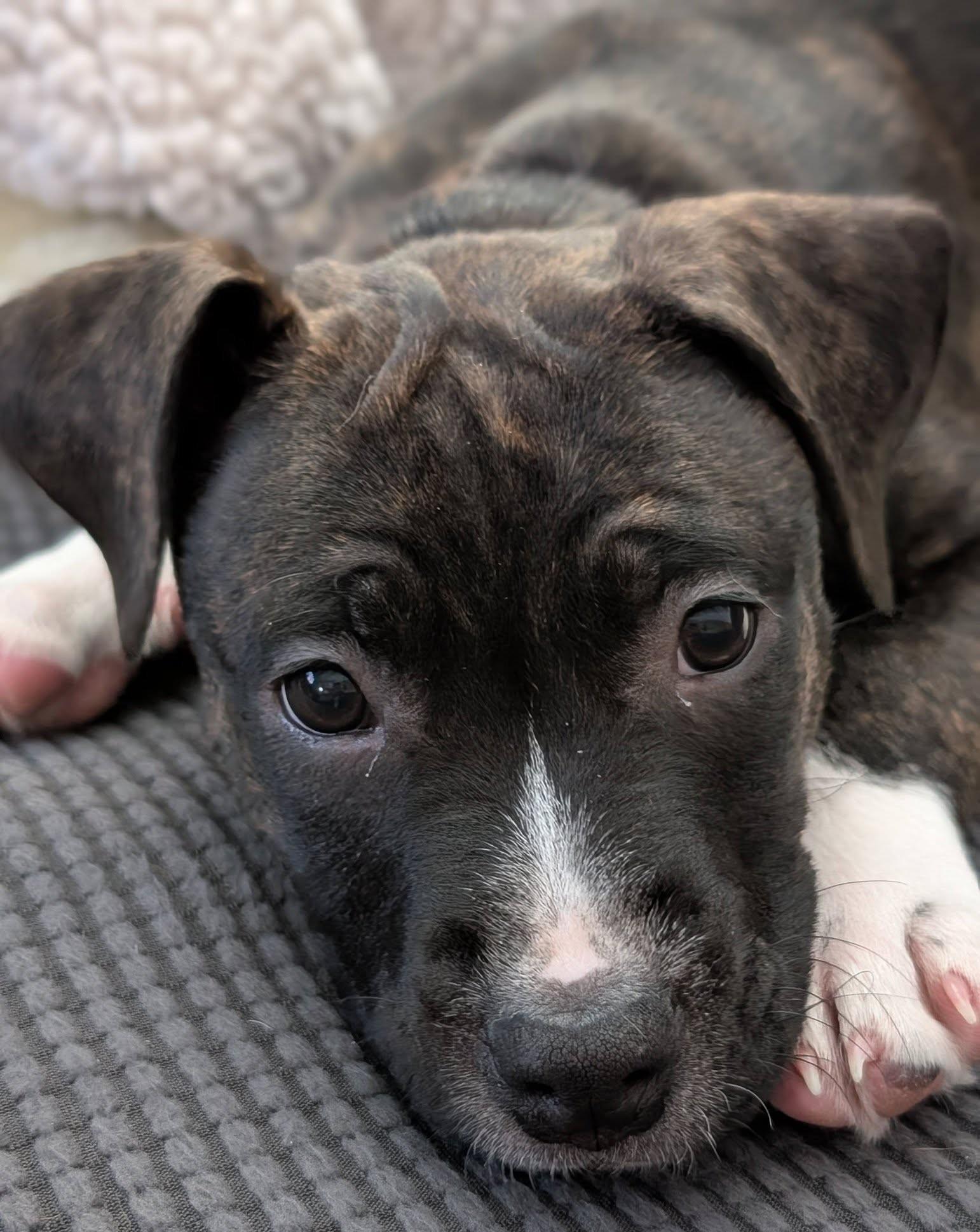 Enlarge Nixi, a Adoptable mixed breed in Albany, NY image 3/6