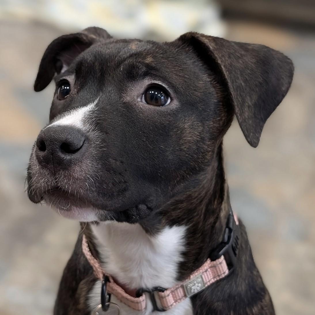 Enlarge Nixi, a Adoptable mixed breed in Albany, NY image 1/6