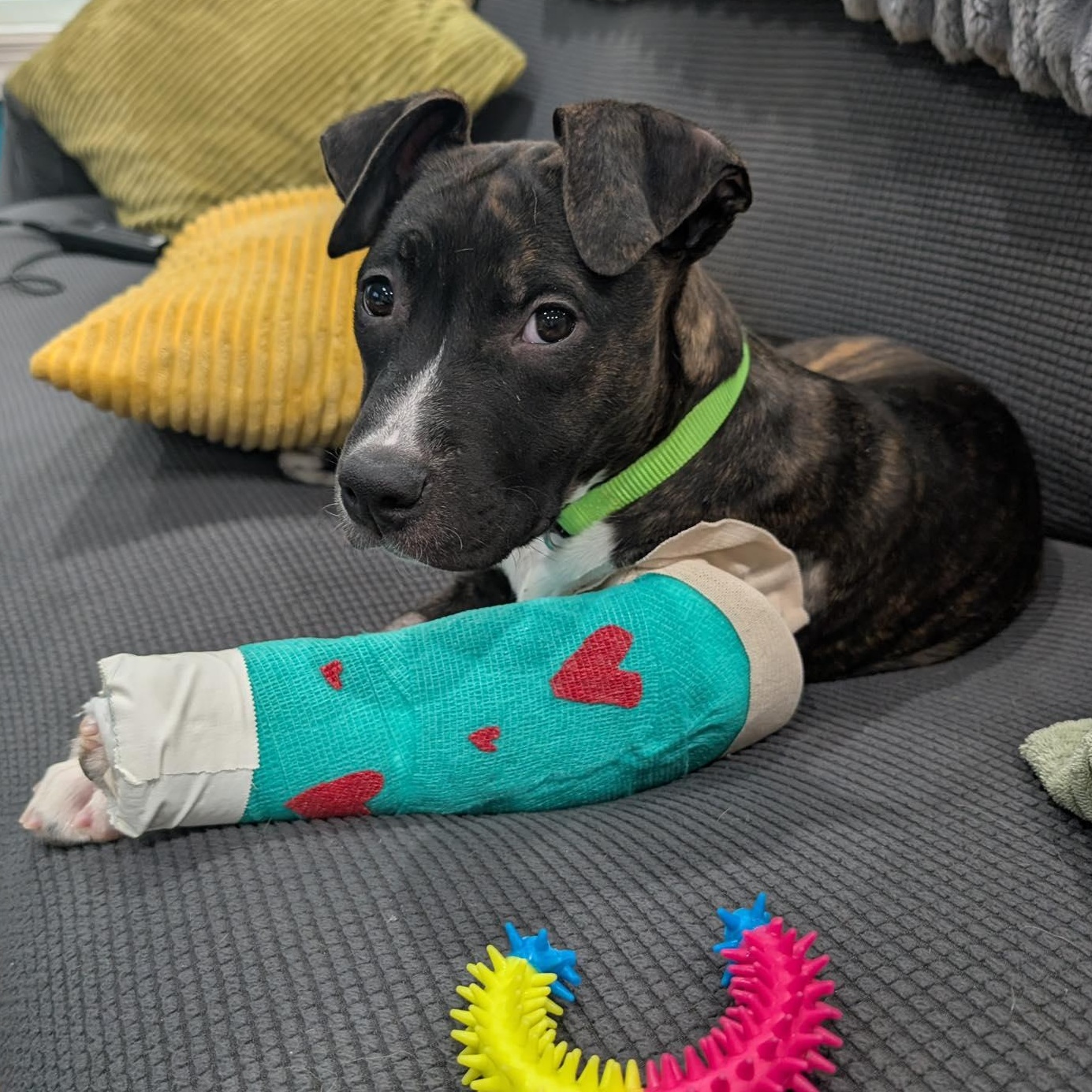 Nixi, Adoptable, Puppy Female Terrier & Hound.