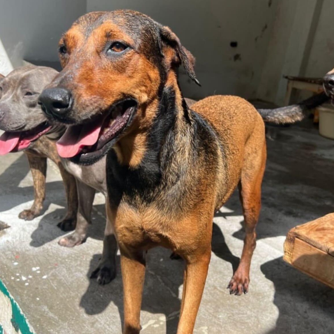 Enlarge Chicha, a Adoptable Mixed Breed in Thornhill, ON image 1/6