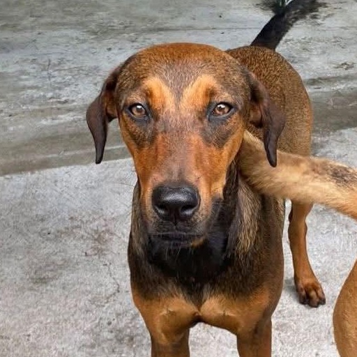 Enlarge Chicha, a Adoptable Mixed Breed in Thornhill, ON image 4/6