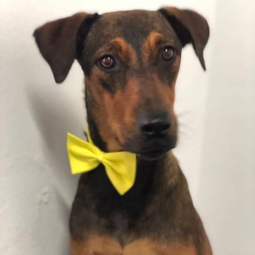 Enlarge Chicha, a Adoptable Mixed Breed in Thornhill, ON image 6/6