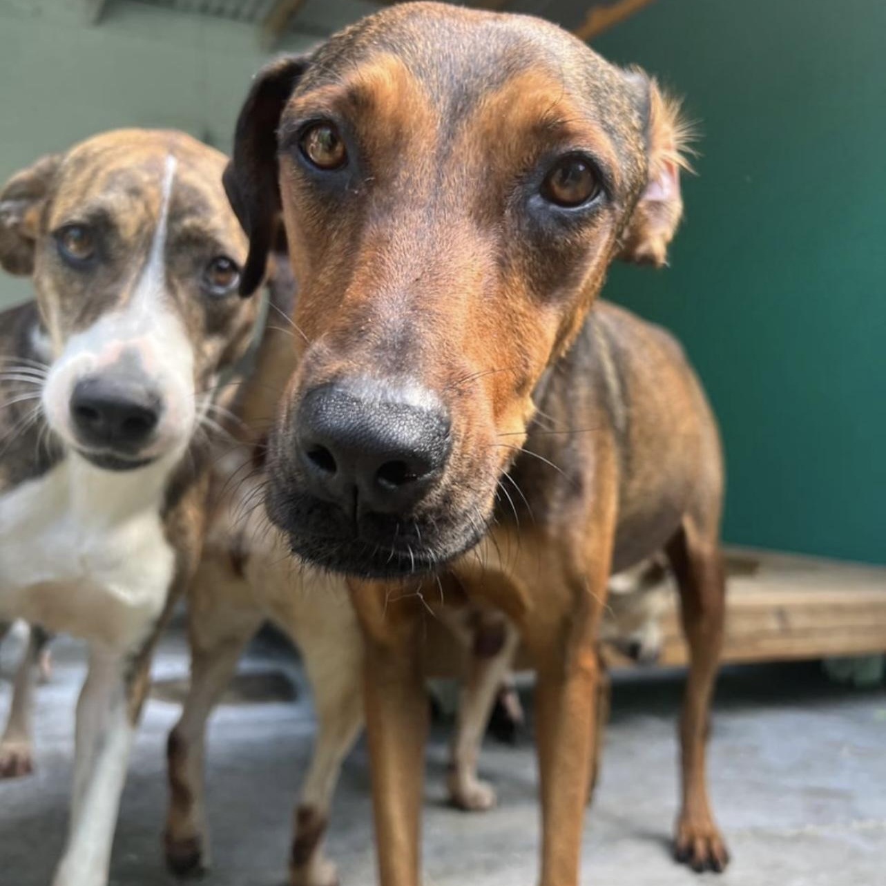 Enlarge Chicha, a Adoptable Mixed Breed in Thornhill, ON image 2/6