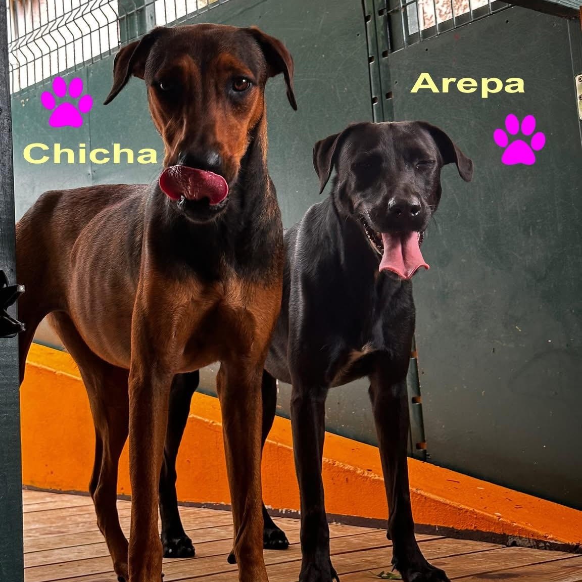 Enlarge Chicha, a Adoptable Mixed Breed in Thornhill, ON image 5/6