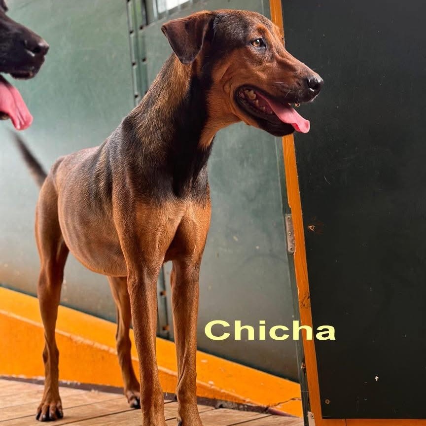 Enlarge Chicha, a Adoptable Mixed Breed in Thornhill, ON image 3/6