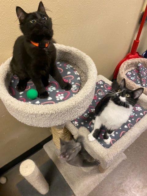 Enlarge Gato (barn cat), a Adoptable Domestic Short Hair in Glendale, AZ image 1/2