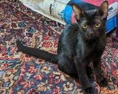 Enlarge Gato (barn cat), a Adoptable Domestic Short Hair in Glendale, AZ image 2/2