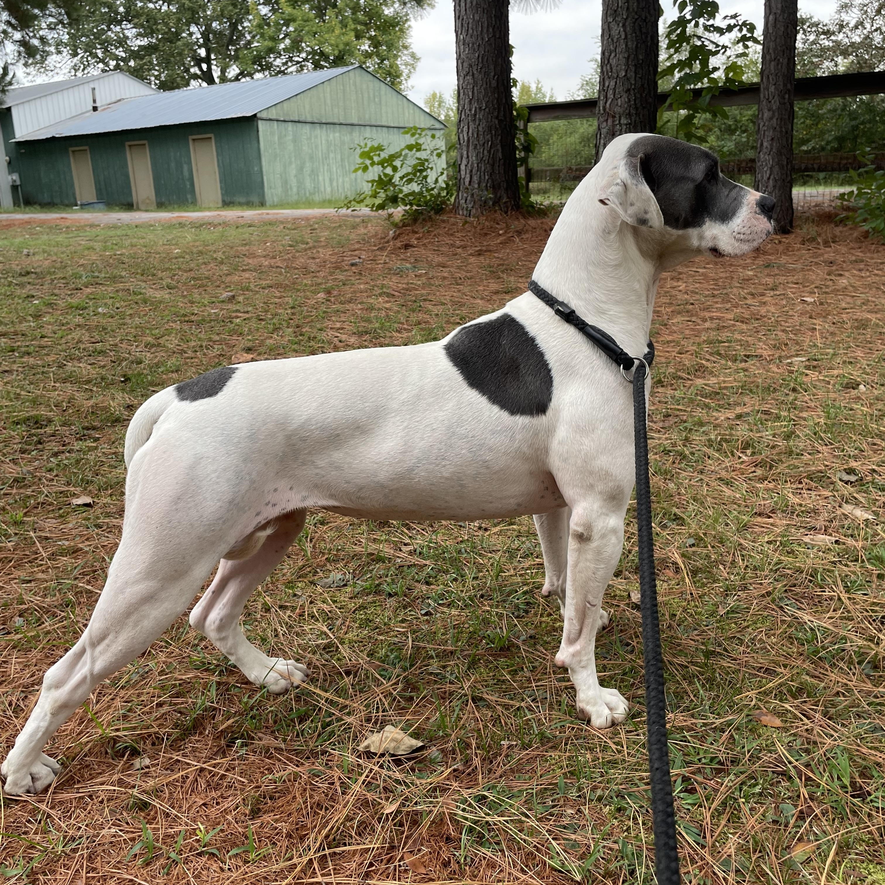 Bandida, an adoptable mixed breed in Heber Springs, AR image 3/6