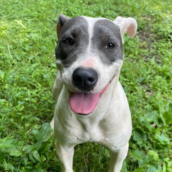 Bandida, Baby Female Pit Bull Terrier