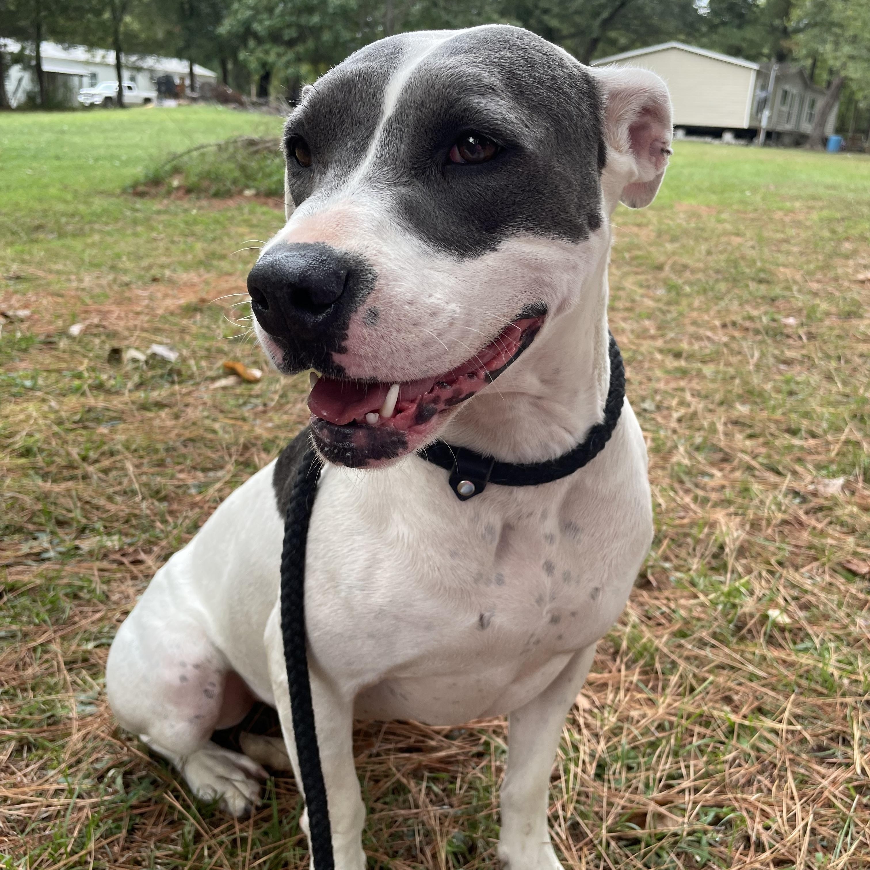 Bandida, an adoptable mixed breed in Heber Springs, AR image 4/6