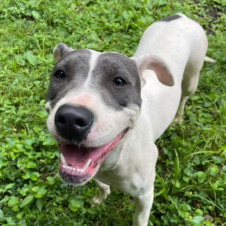 Bandida, an adoptable mixed breed in Heber Springs, AR image 6/6