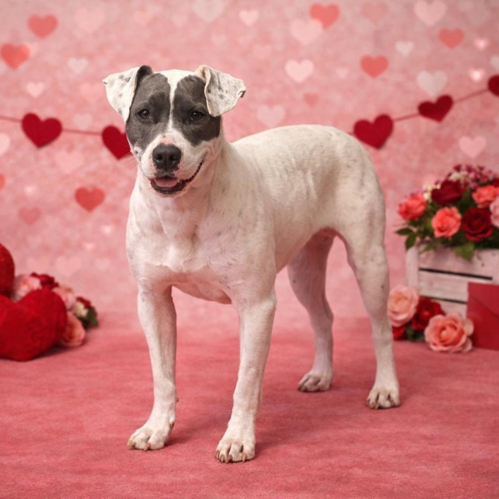 Bandida, an adoptable mixed breed in Heber Springs, AR image 1/6