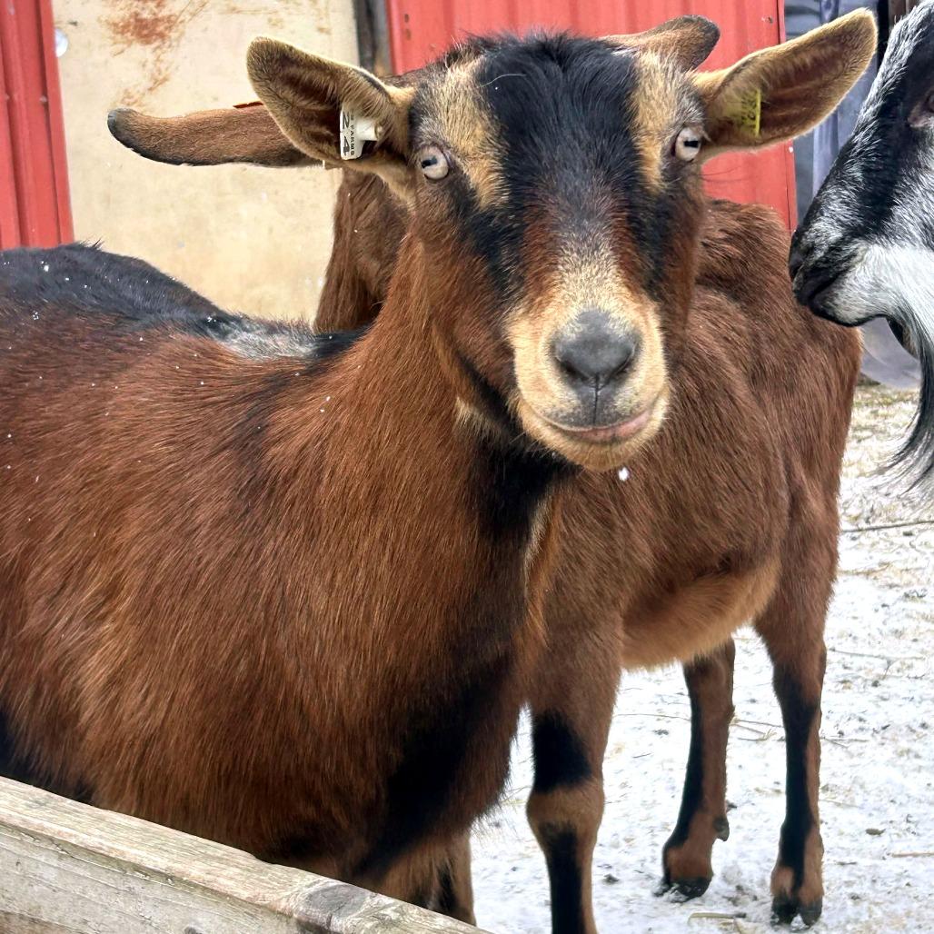 Lavinia, a Adoptable Goat in Fairport, NY image 2/2