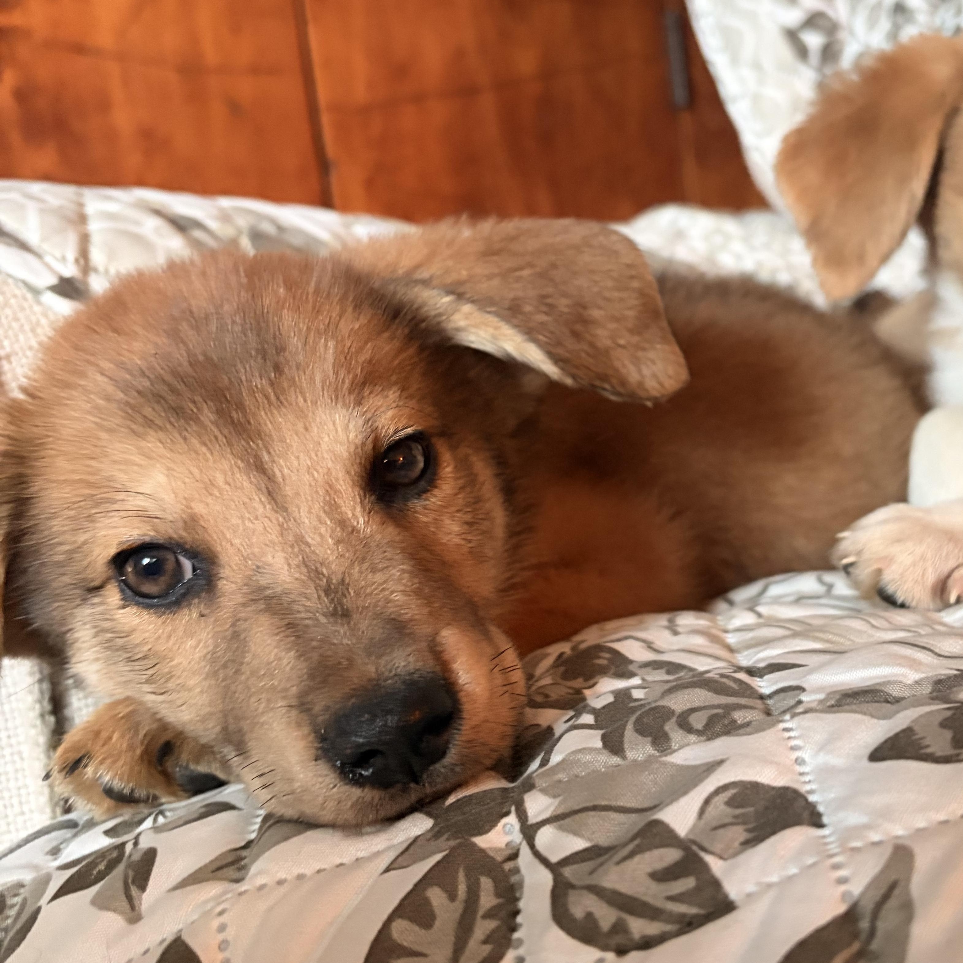 Enlarge Eddie, an adopted mixed breed in atlanta, GA image 2/5