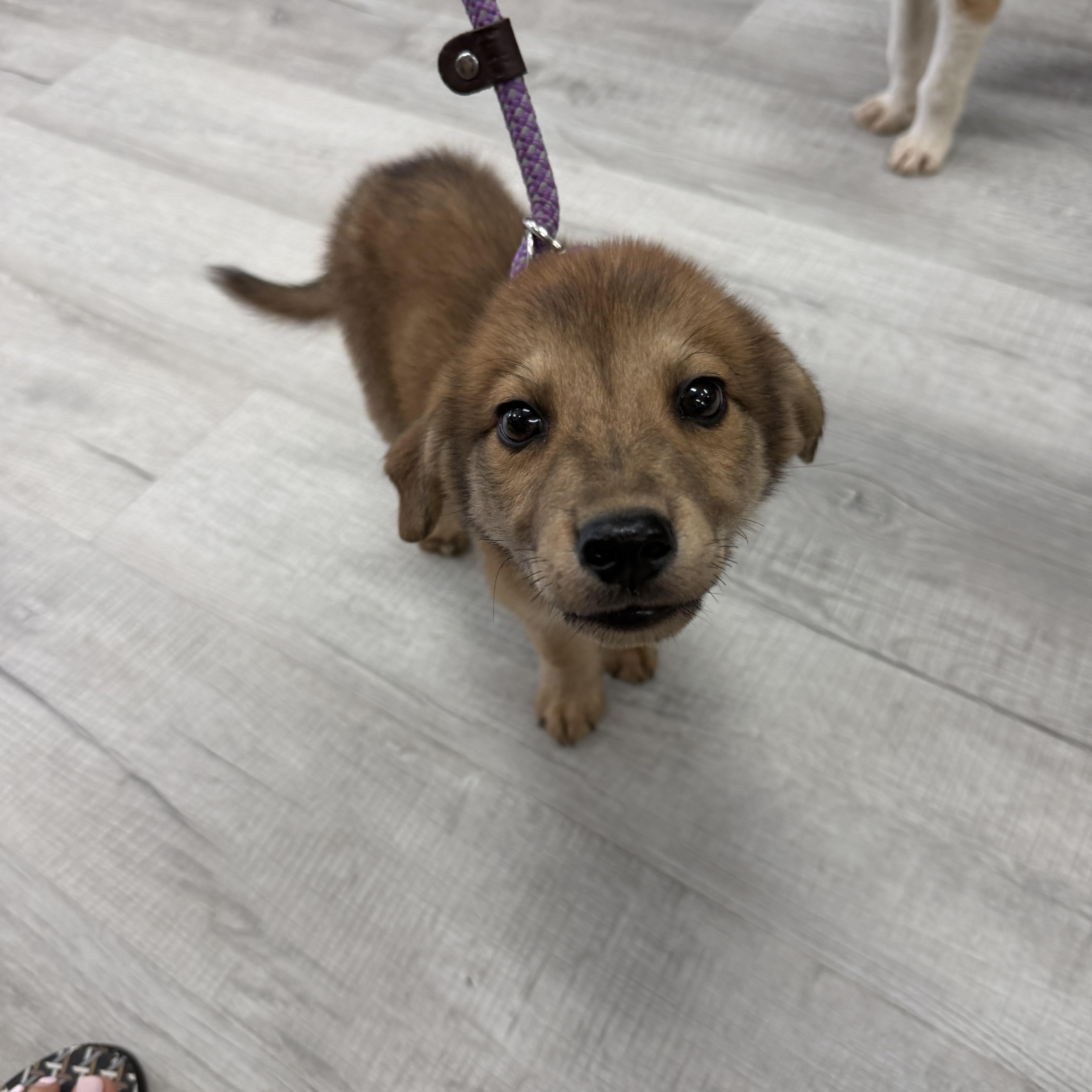 Enlarge Eddie, an adopted mixed breed in atlanta, GA image 3/5